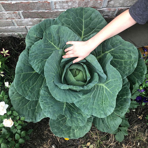 Tips to Grow Giant Big Cabbages