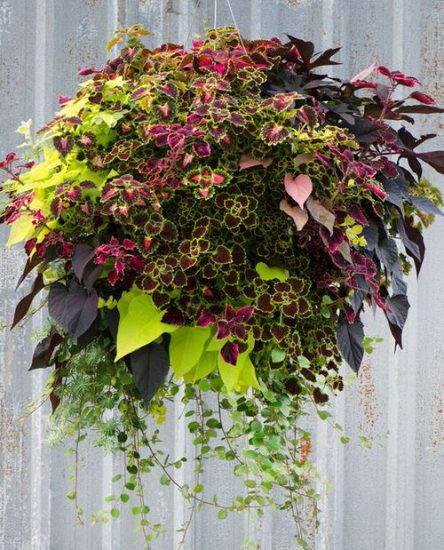 30 Stunning Images of Coleus in Hanging Baskets | Balcony Garden Web