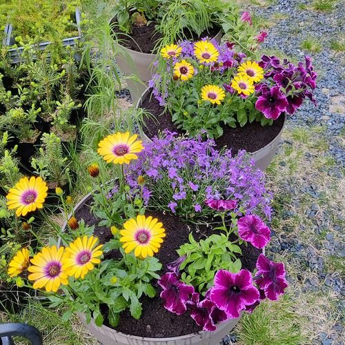 Image of Petunias and African daisy