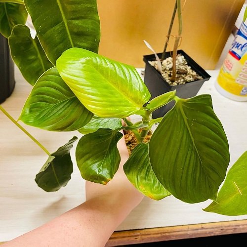 Stunning Philodendrons You Will Absolutely Love 3