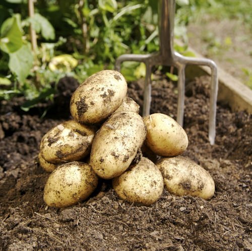 Put These 10 Things in Your Potato Planting Hole for Best Harvest