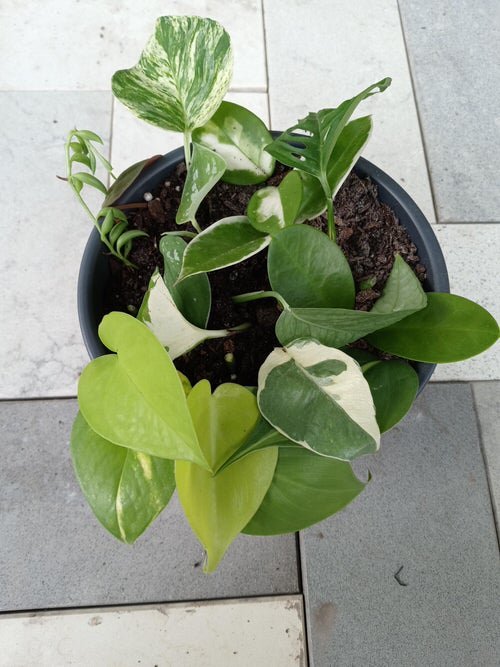How to Grow Different Pothos in One Pot 3