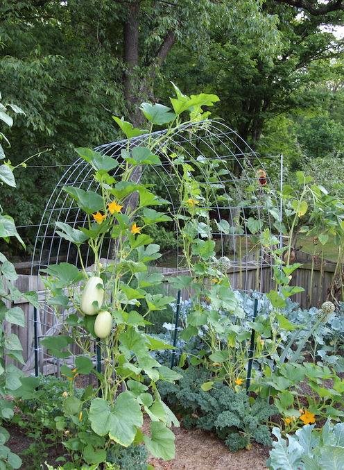 17 Fantastic DIY Squash Trellis Ideas | Balcony Garden Web