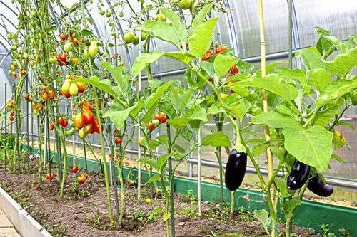 Companion Plants for Eggplants 15