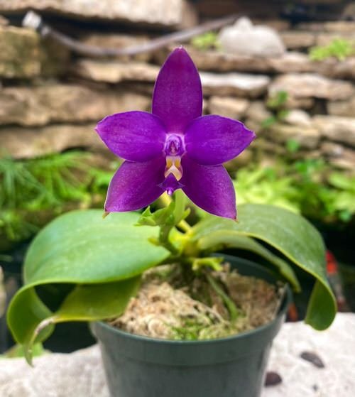 blue orchids 5