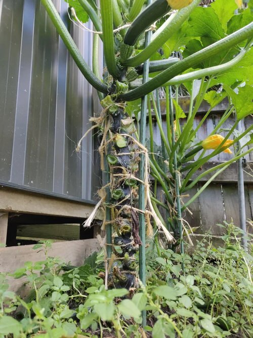 How to Grow Zucchini Vertically to Save Space and Unlimited Harvest 2