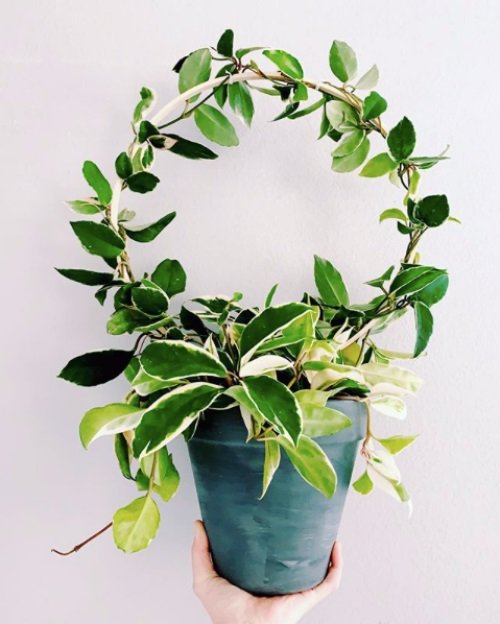 32 Amazing Hoya Plant Ideas to Display Them in Style! 7