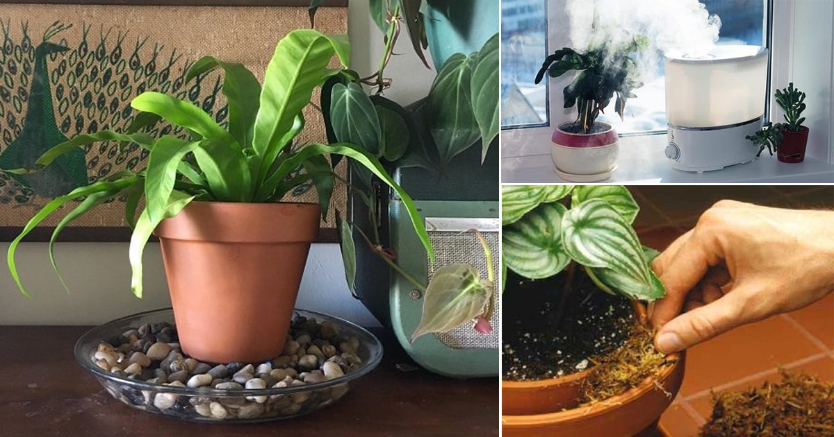 Plant Humidity: How to Increase Humidity For Houseplants