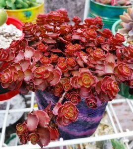 24 Most Beautiful Roseum Succulents You Can Grow!