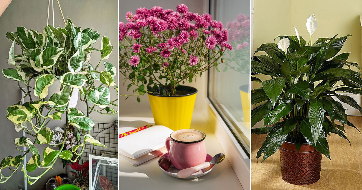 11 Houseplants to Improve Your Mental Health (According to Science)