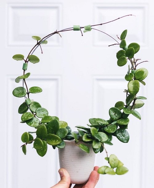 32 Amazing Hoya Plant Ideas to Display Them in Style! 8