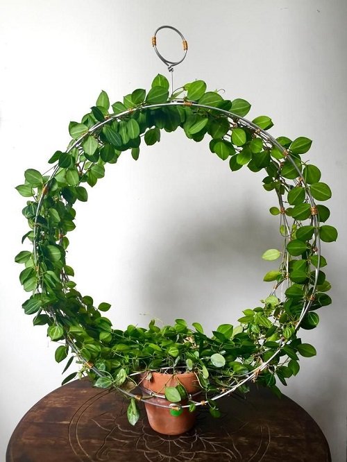 32 Amazing Hoya Plant Ideas to Display Them in Style! 1