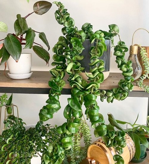 32 Amazing Hoya Plant Ideas to Display Them in Style! 10