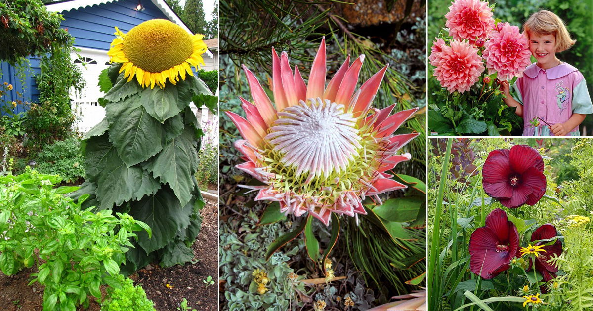 18 Plants that Grow Big and Huge Flowers Balcony Garden 