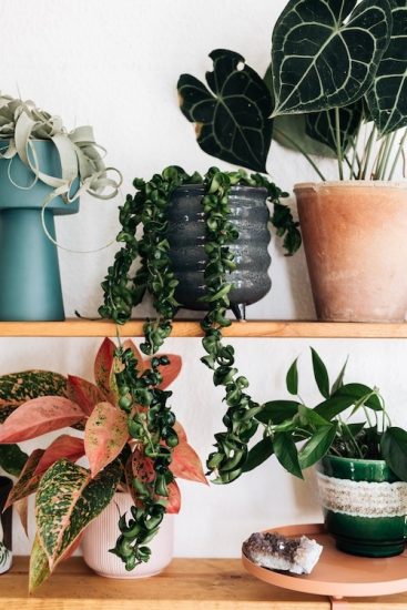 32 Amazing Hoya Plant Ideas to Display Them in Style!