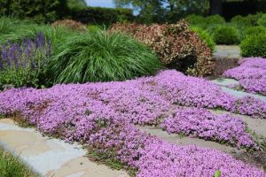 15 Creeping Thyme Lawn Ideas | Balcony Garden Web