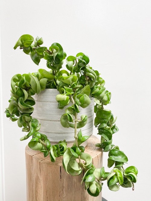 32 Amazing Hoya Plant Ideas to Display Them in Style! 2