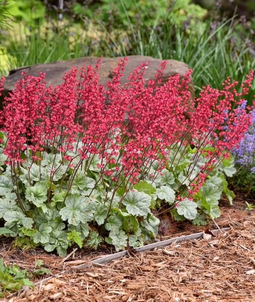 37 Beautiful Perennials for Shade That Bloom all Summer 9