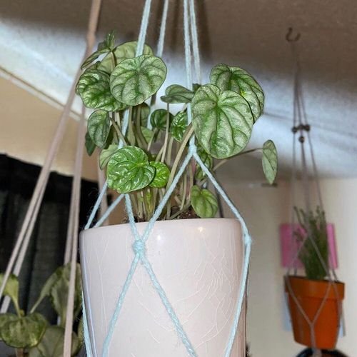 Best Houseplants for Hanging Baskets 18