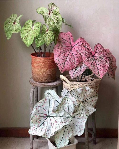 36 Incredible Houseplant Centerpiece Ideas Every Plant Grower Should See 16