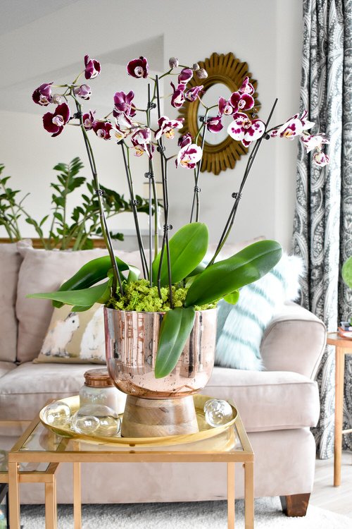 36 Incredible Houseplant Centerpiece Ideas Every Plant Grower Should See 1