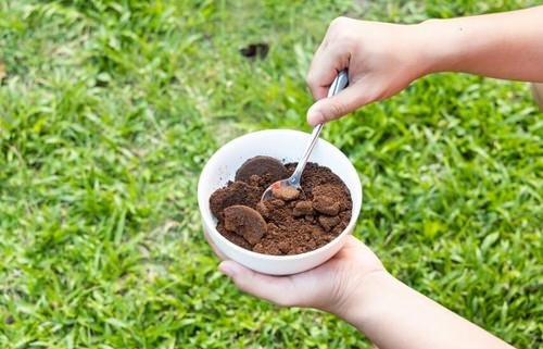 Which Plants Like and Do Not Like Coffee Grounds