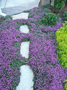 15 Creeping Thyme Lawn Ideas | Balcony Garden Web