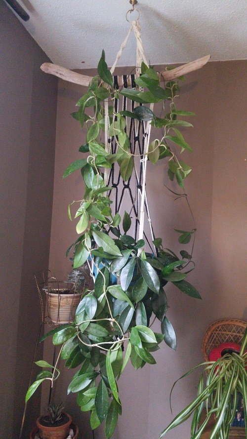 32 Amazing Hoya Plant Ideas to Display Them in Style! 5