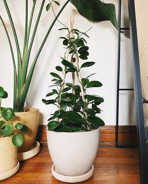 32 Amazing Hoya Plant Ideas to Display Them in Style! 6
