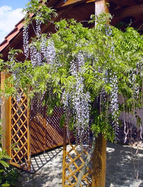 19 Most Fragrant Climbers for Walls in the Garden 5