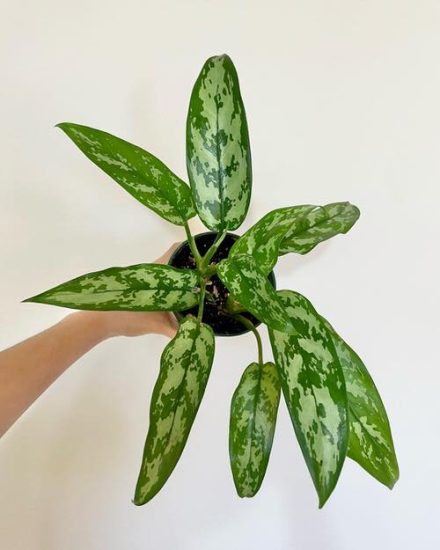 16 Lesser Known Aglaonema Varieties You Should Not Miss!