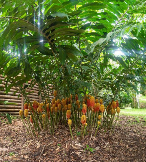 19 Types of Ginger Plants | Best Ginger Varieties | Balcony Garden Web