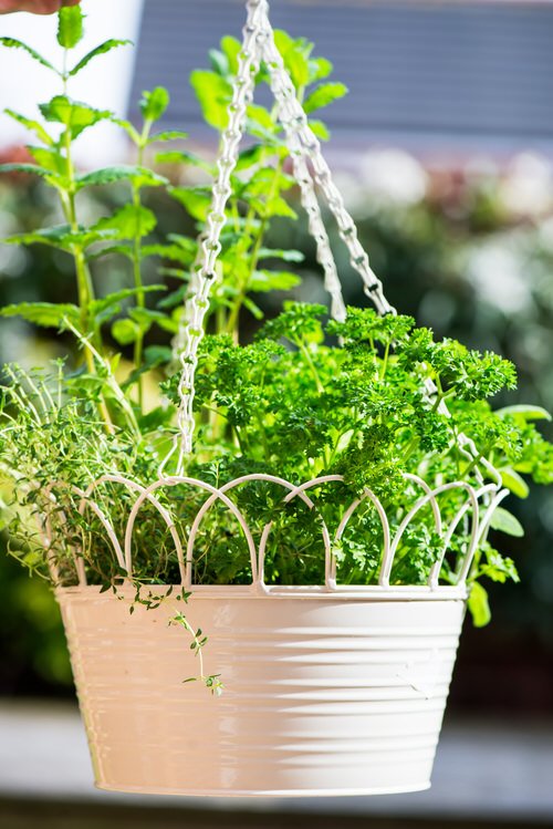 diy hanging herb baskets 2