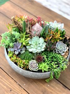 8 Best Air Purifying Succulents for Homes | Balcony Garden Web