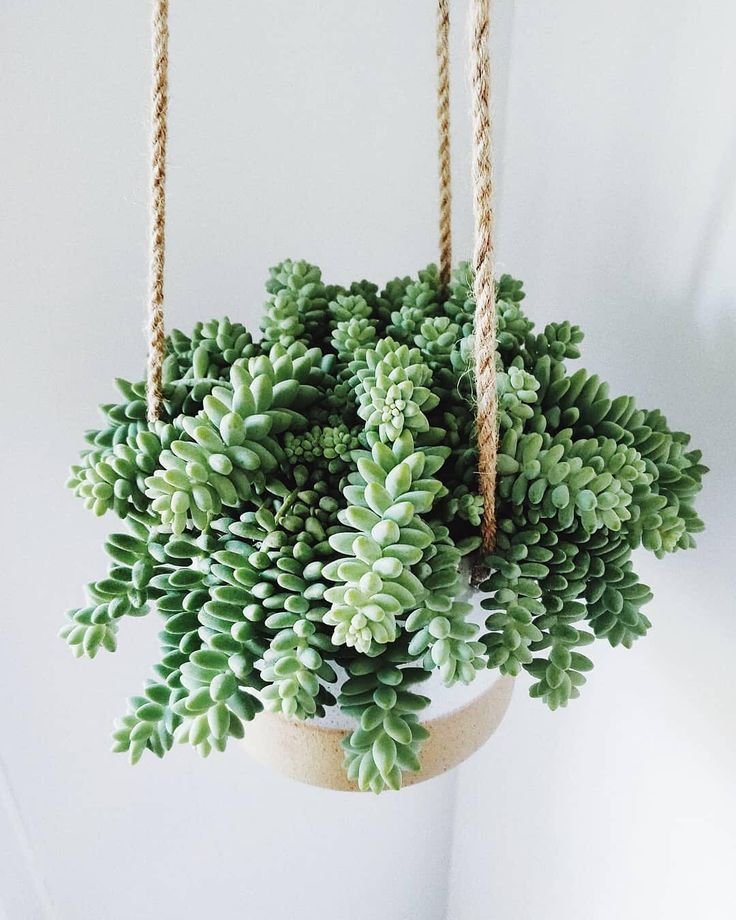 Best Houseplants for Hanging Baskets 3