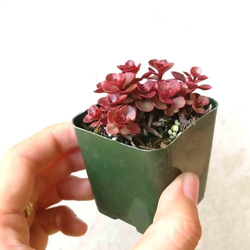 24 Most Beautiful Roseum Succulents You Can Grow! 4