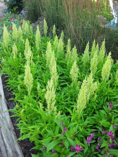 14 Stunning Types Of Celosia You Can Grow | Balcony Garden Web