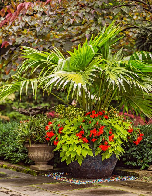 Cold Hardy Tropical Plants in cold climate 2