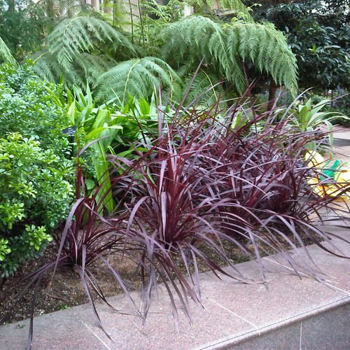 Landscaping with Cordyline 4