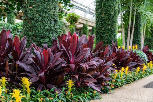 Landscaping with Cordyline 5