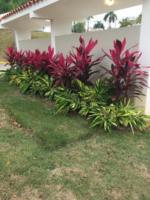 Landscaping with Cordyline