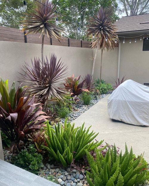 Landscaping with Cordyline 3