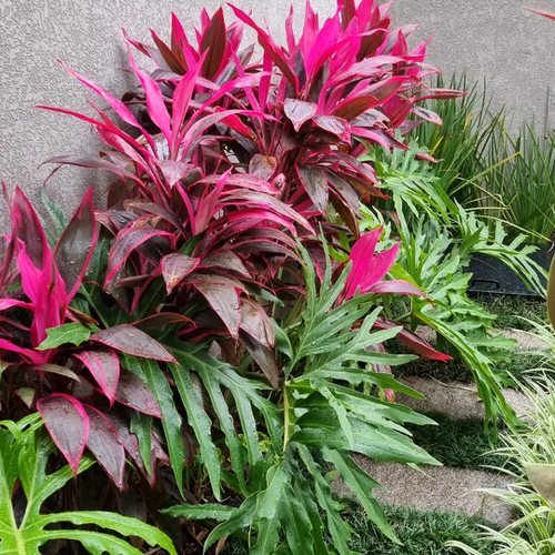 Landscaping with Cordyline 10