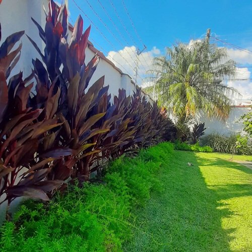 Landscaping with Cordyline 14