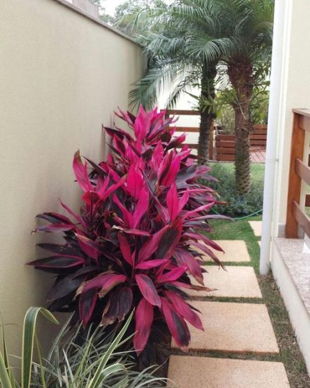 31 Fabulous Landscaping with Cordyline Ideas | Balcony Garden Web