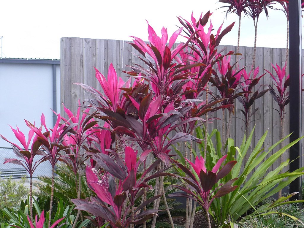 Landscaping with Cordyline 66