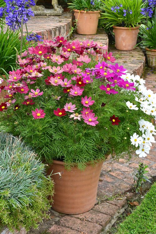 Top Flowers for Quick Growth 1