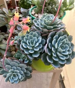 32 Different Types of Hens and Chicks Varieties | Balcony Garden Web