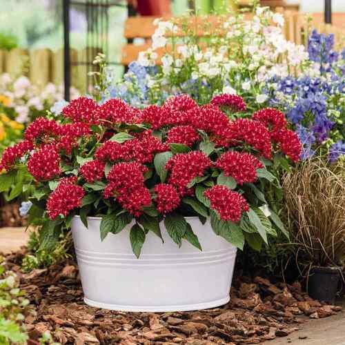  Low Maintenance Flowers that Tolerate High Temperatures & Heat 3