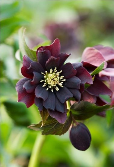 33 Best Types of Hellebores Varieties | Balcony Garden Web